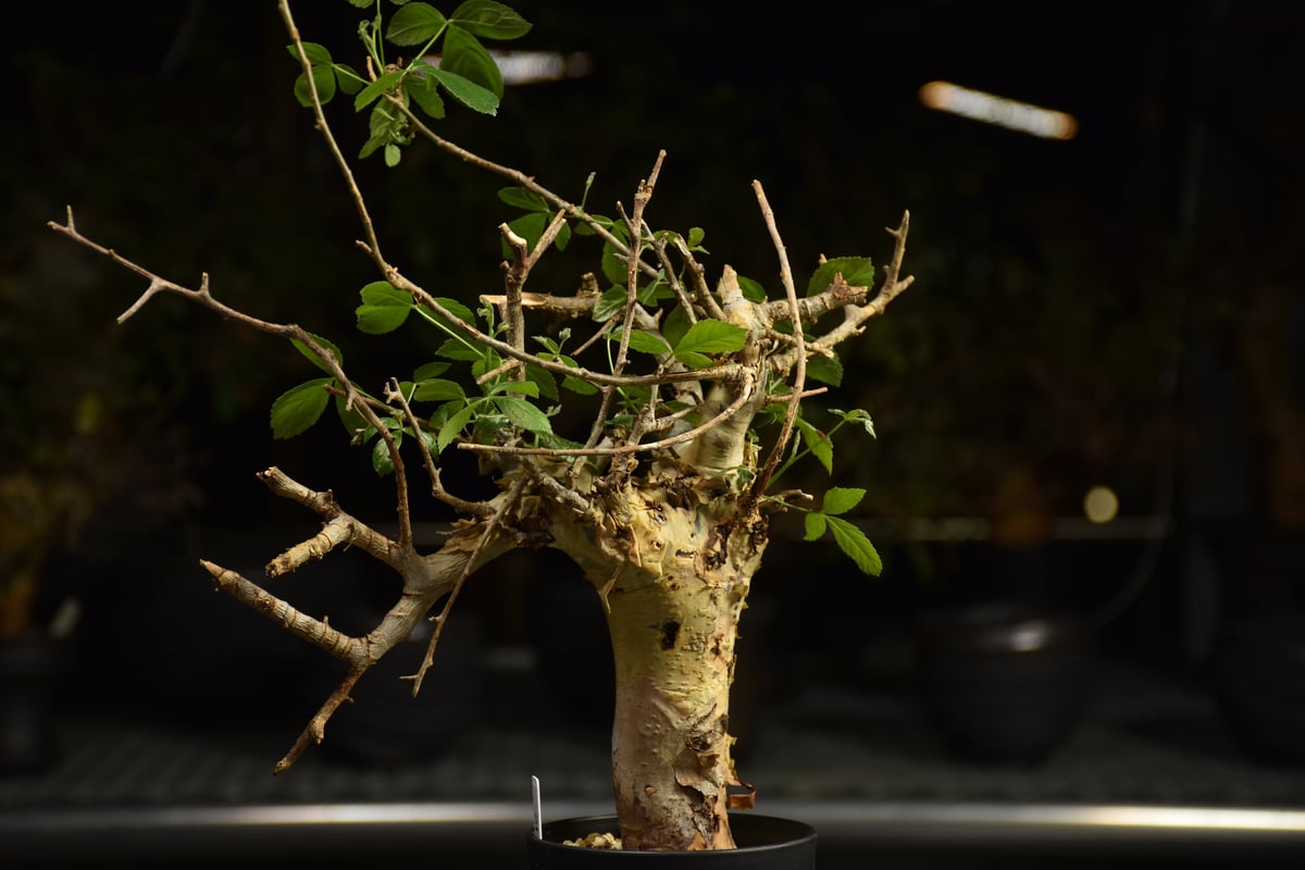 Commiphora holtziana コミフォラ ホルトジアナ 発根済現地株 H7 | B