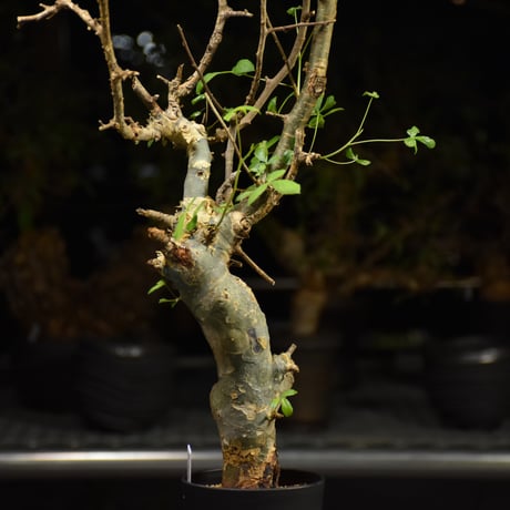 Commiphora holtziana コミフォラ ホルトジアナ 発根済現地株 H21
