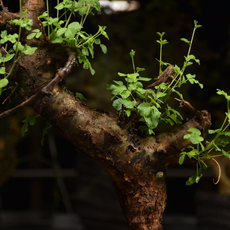 Commiphora Boranensis　コミフォラ ボラネンシス　発根済現地株　F20