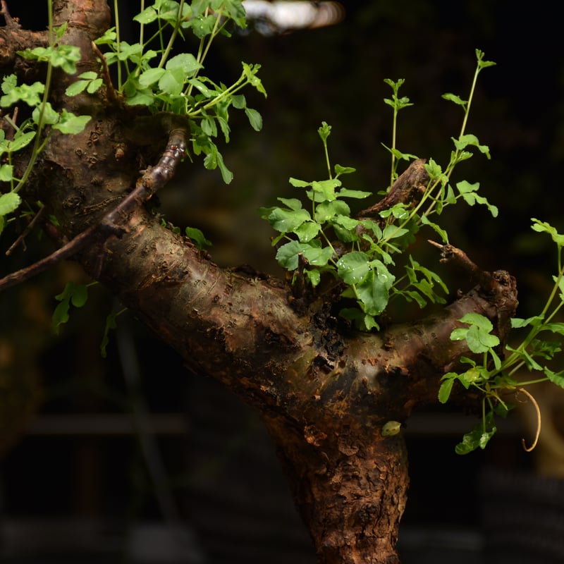 Commiphora Boranensis コミフォラ ボラネンシス 発根済現地株