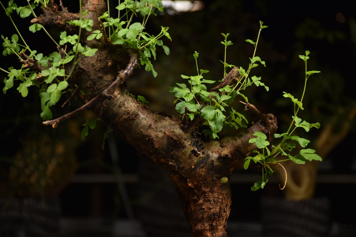 Commiphora Boranensis コミフォラ ボラネンシス 発根済現地株