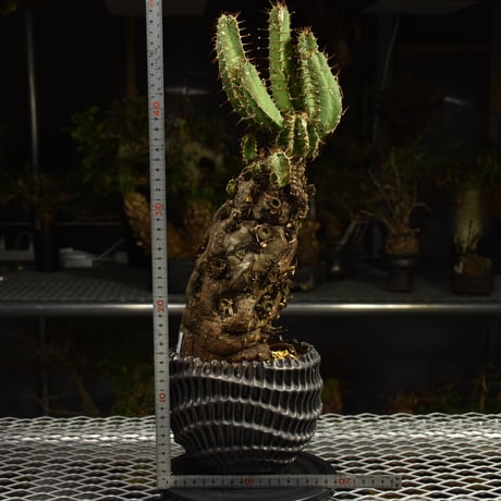 Euphorbia mlanjeana　ユーフォルビア ムランジーナ 発根済現地株 I81