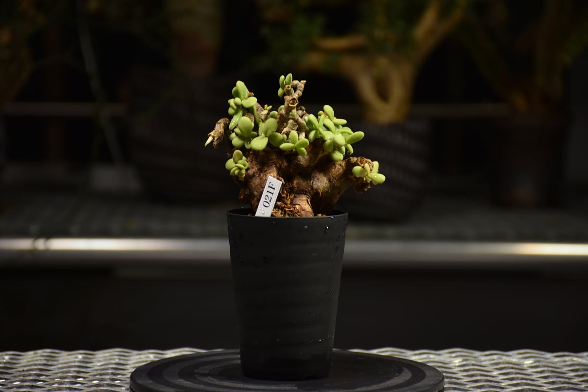 Ceraria pygmaea ケラリア ピグマエア 発根済現地株 F1 | BONDEX