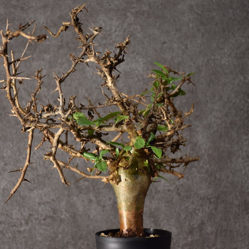 Commiphora habessinica コミフォラ ハベシニカ 発根済現地株 #2 |