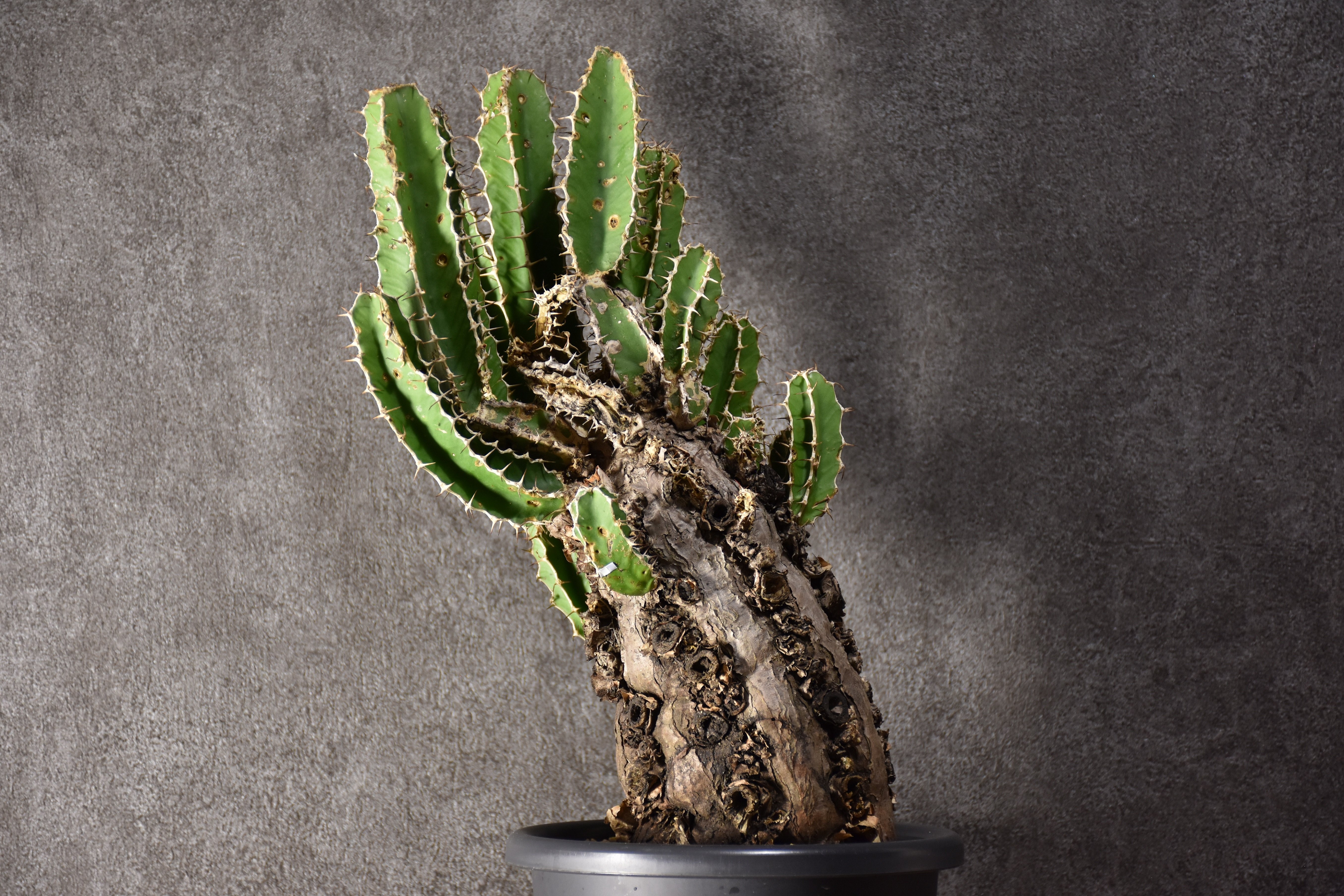 Euphorbia mlanjeana ユーフォルビア ムランジーナ 発根済現地株 #8 |