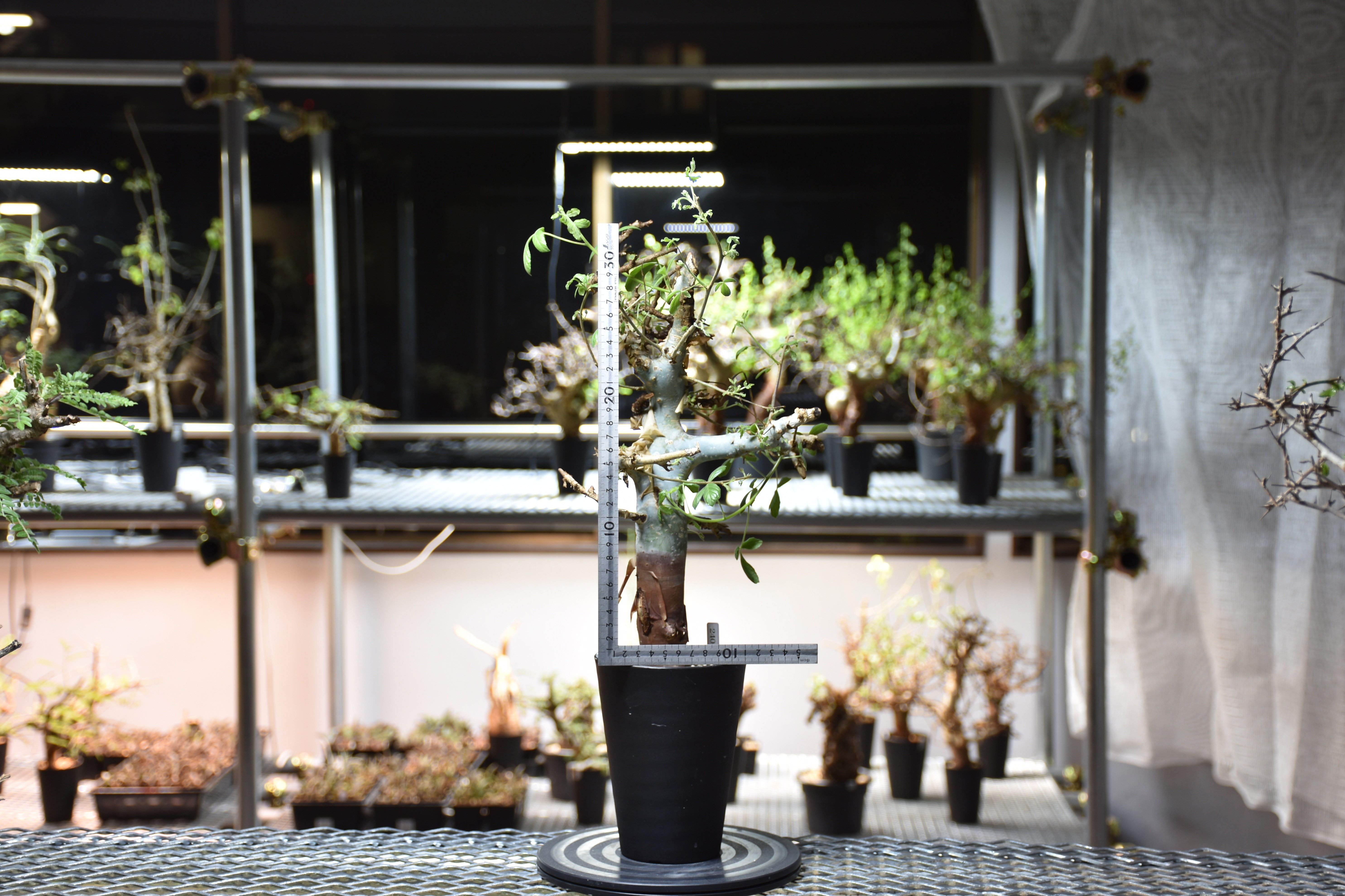 Commiphora holtziana コミフォラ ホルトジアナ 発根済現地株 #7 | B