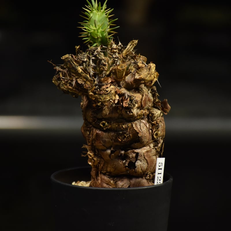 ユーフォルビア ムランジーナ ユーフォルビア ムランジーナ ユーフォルビア ムランジーナ