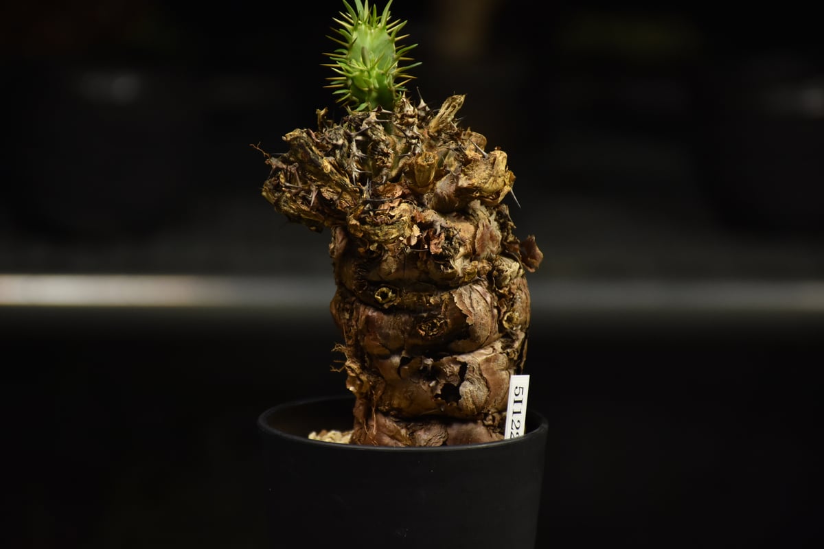 Euphorbia mlanjeana ユーフォルビア ムランジーナ 発根済現地株 I39 |