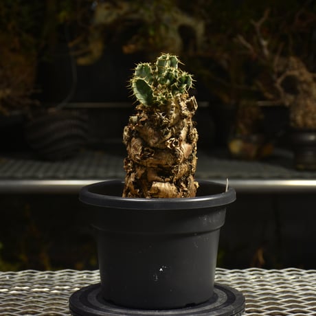 Euphorbia mlanjeana　ユーフォルビア ムランジーナ 発根済現地株 I47