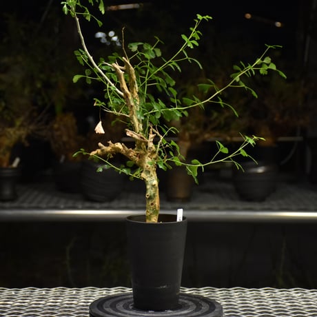 Commiphora campestris コミフォラ カンペストリス 発根済現地株 H1