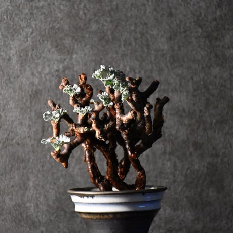 Pelargonium mirabile　ペラルゴニウム ミラビレ　発根済現地株 #1
