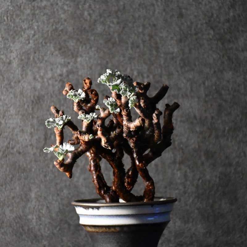 ク*エ様 m37発根済み早い者勝ち！ ベアルート株　ペラルゴニウム ミラビレ ク*エ様 m37発根済み早い者勝ち！ ベアルート株 ペラルゴニウム ミラビレ