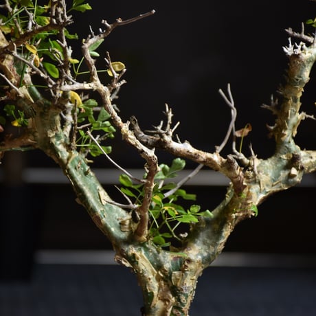 Commiphora campestris var. campestris コミフォラ カンペストリス 発根済現地株 B1