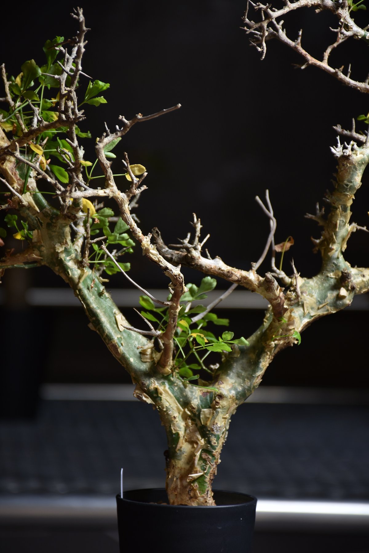 n*o様 特大 コミフォラ カンペストリス Commiphora Campest Commiphora campestris var. campestris コミフォラ カンペ