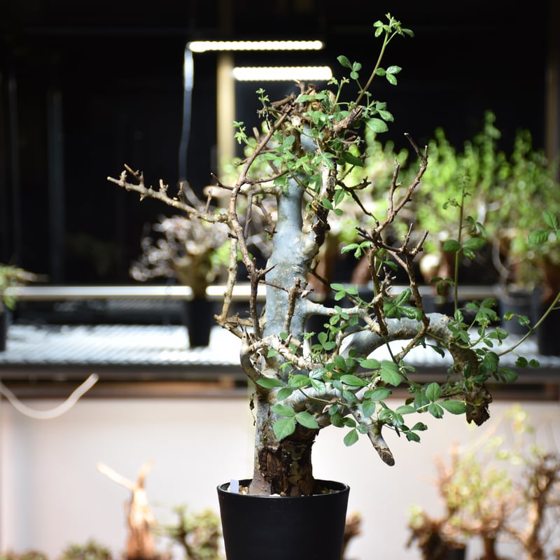 Commiphora holtziana コミフォラ ホルトジアナ 発根済現地株 #8 Commiphora holtziana コミフォラ ホルトジアナ 発根済現地株 #8