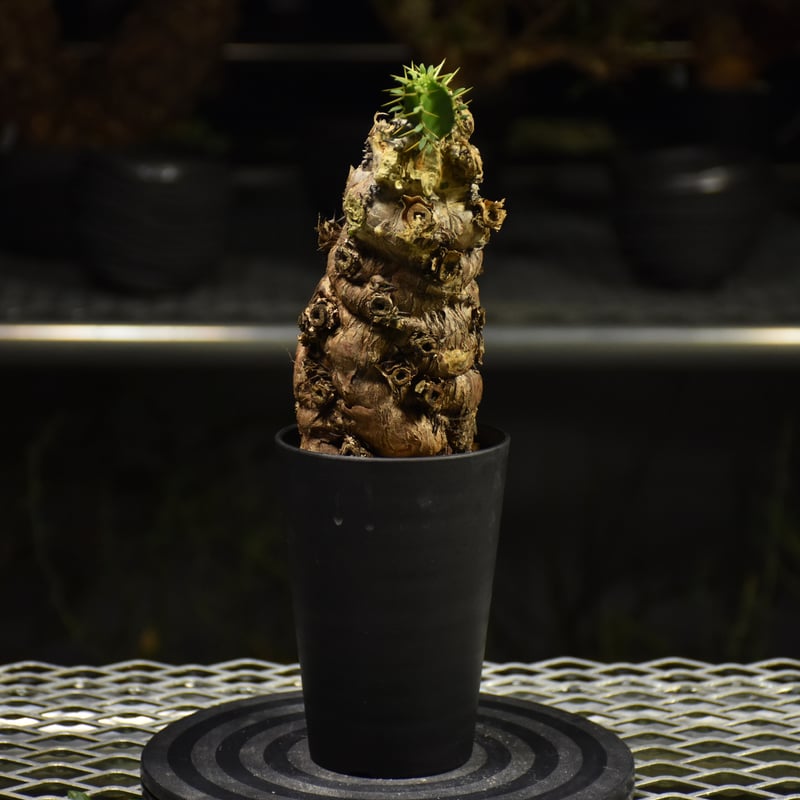 Euphorbia mlanjeana ユーフォルビア ムランジーナ 発根済現地株 I37 |