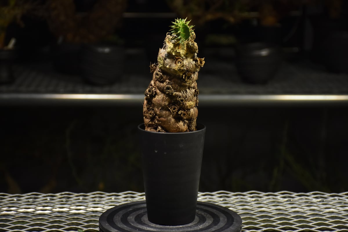 Euphorbia mlanjeana ユーフォルビア ムランジーナ 発根済現地株 I37 |