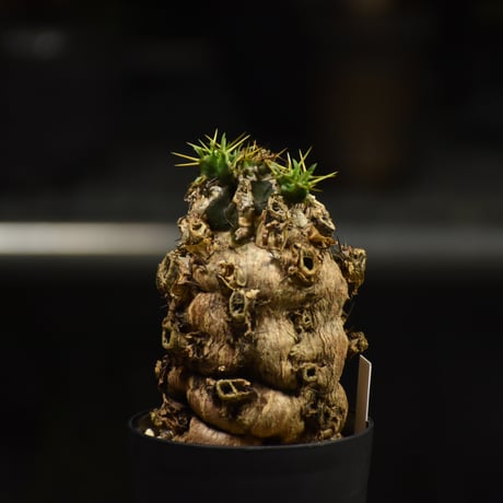Euphorbia mlanjeana　ユーフォルビア ムランジーナ 発根済現地株 I31