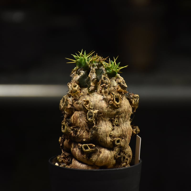 ユーフォルビア ムランジーナ 【チャレンジ株】 ユーフォルビア ムランジーナ 【チャレンジ株】 ユーフォルビア