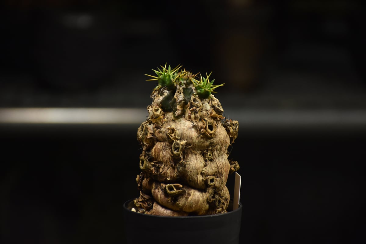 Euphorbia mlanjeana ユーフォルビア ムランジーナ 発根済現地株 I31 |