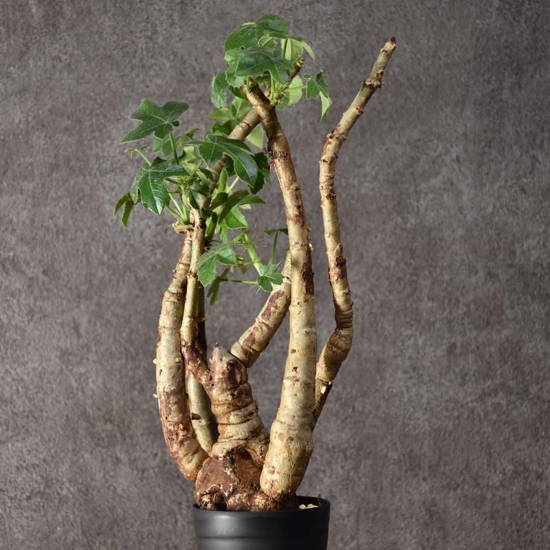 ヤトロファ スピカータ Jatropha spicata ヤトロファ スピカータ 発根済現地株 #10 | BONDEX