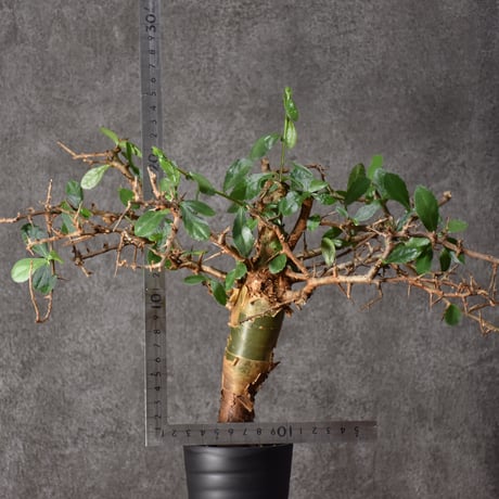 Commiphora habessinica コミフォラ ハベシニカ 発根済現地株 #6