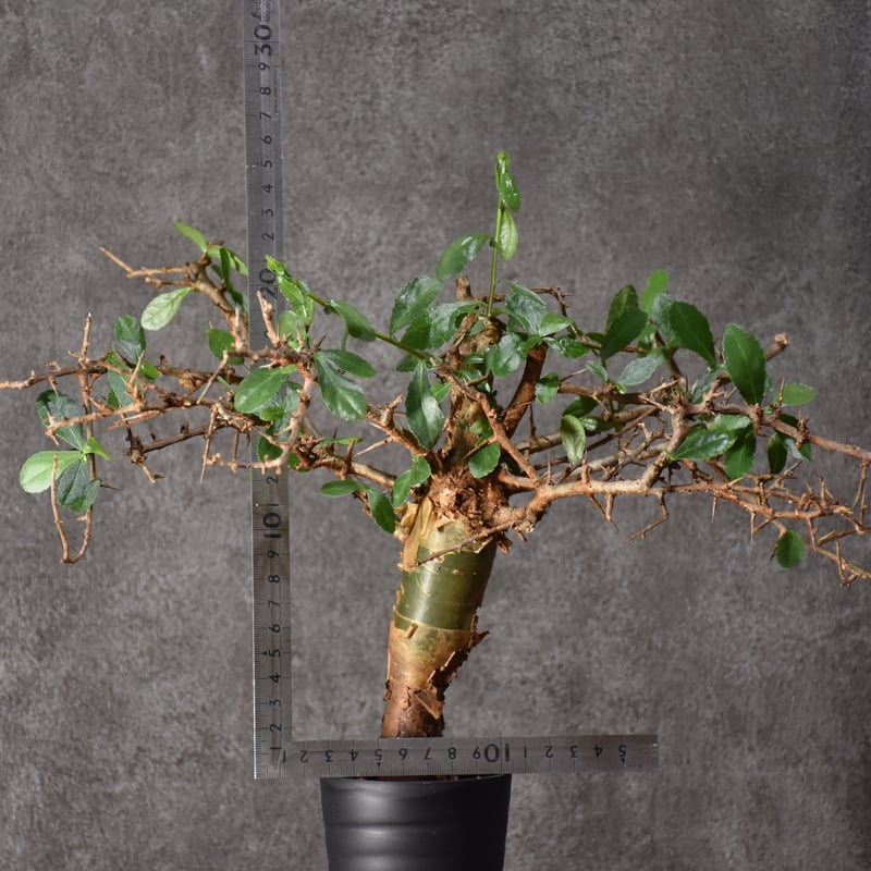Commiphora habessinica コミフォラ ハベシニカ 発根済現地株 #6