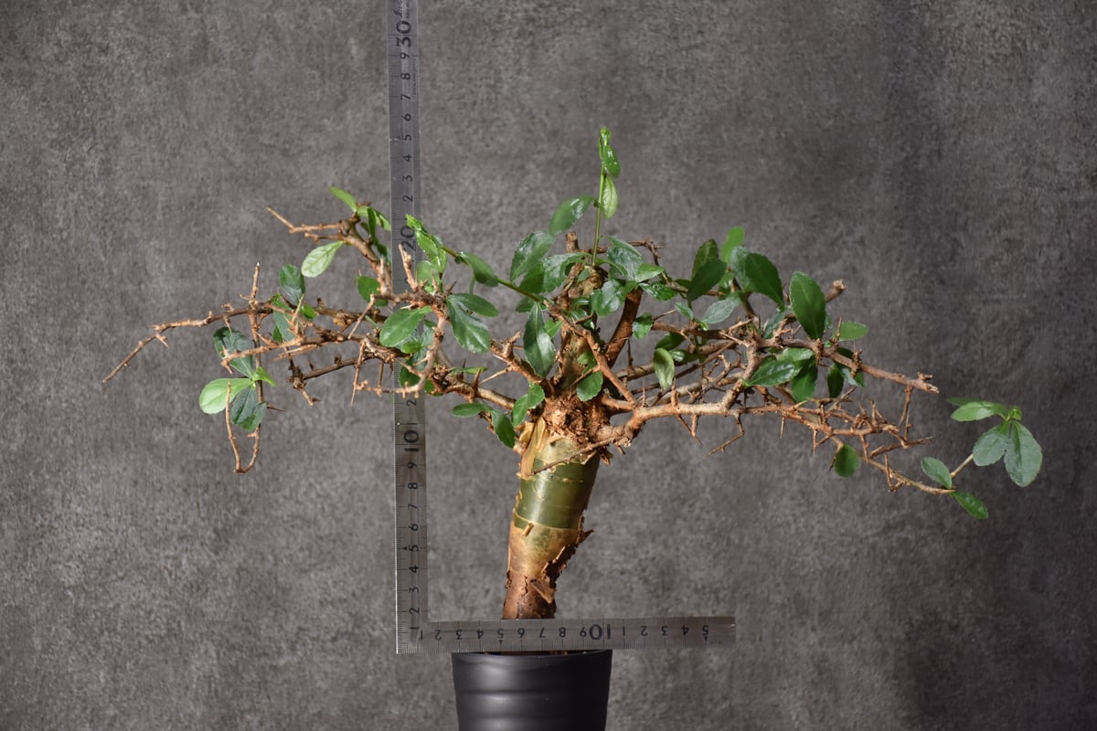 fit=scale-down,w=1200