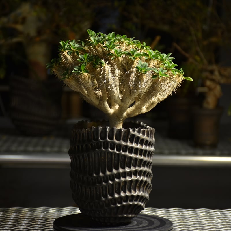 Euphorbia Guirauminiana ユーフォルビア ギラウミニアナ 発根済現地株