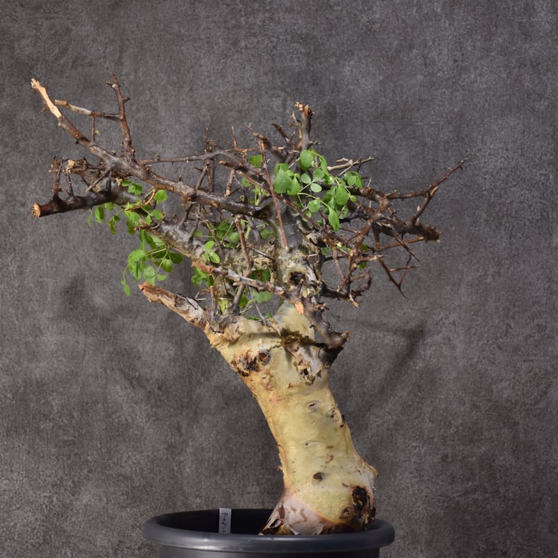 Commiphora kataf var.turkanensis コミフォラ カタフ ターカネ