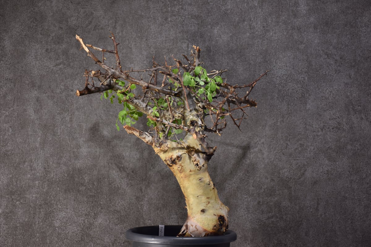 コミフォラ カタフ ターカネンシス Commiphora kataf Commiphora kataf var.turkanensis コミフォラ カタフ ターカネ