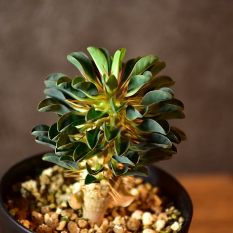 Euphorbia guillauminiana　ユーフォルビア　ギラウミニアナ　実生株 #1