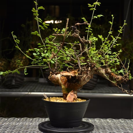 Commiphora Boranensis　コミフォラ ボラネンシス　発根済現地株　F19