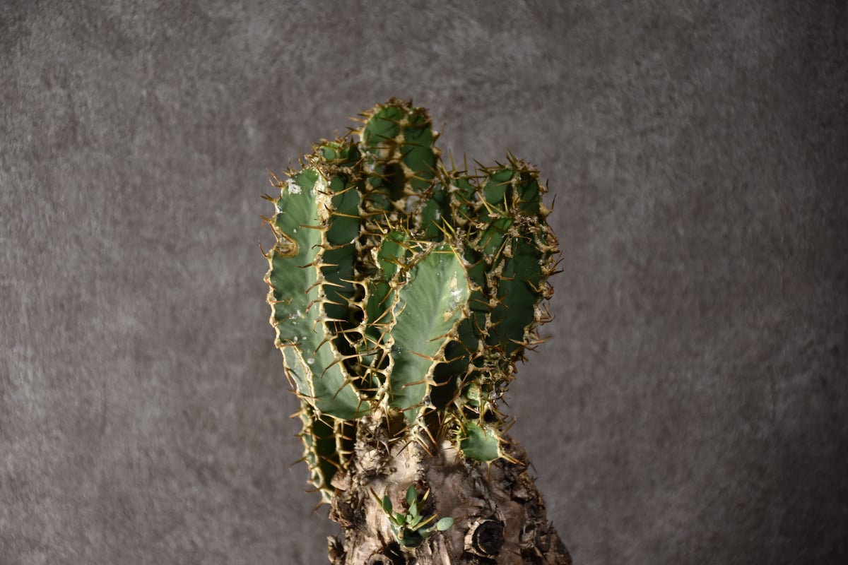 【ユーフォルビア・イポメア　ボルジアーナ】　現地球発根活着済み。 ユーフォルビア・イポメア ボルジアーナ】 現地球発根活着済み。