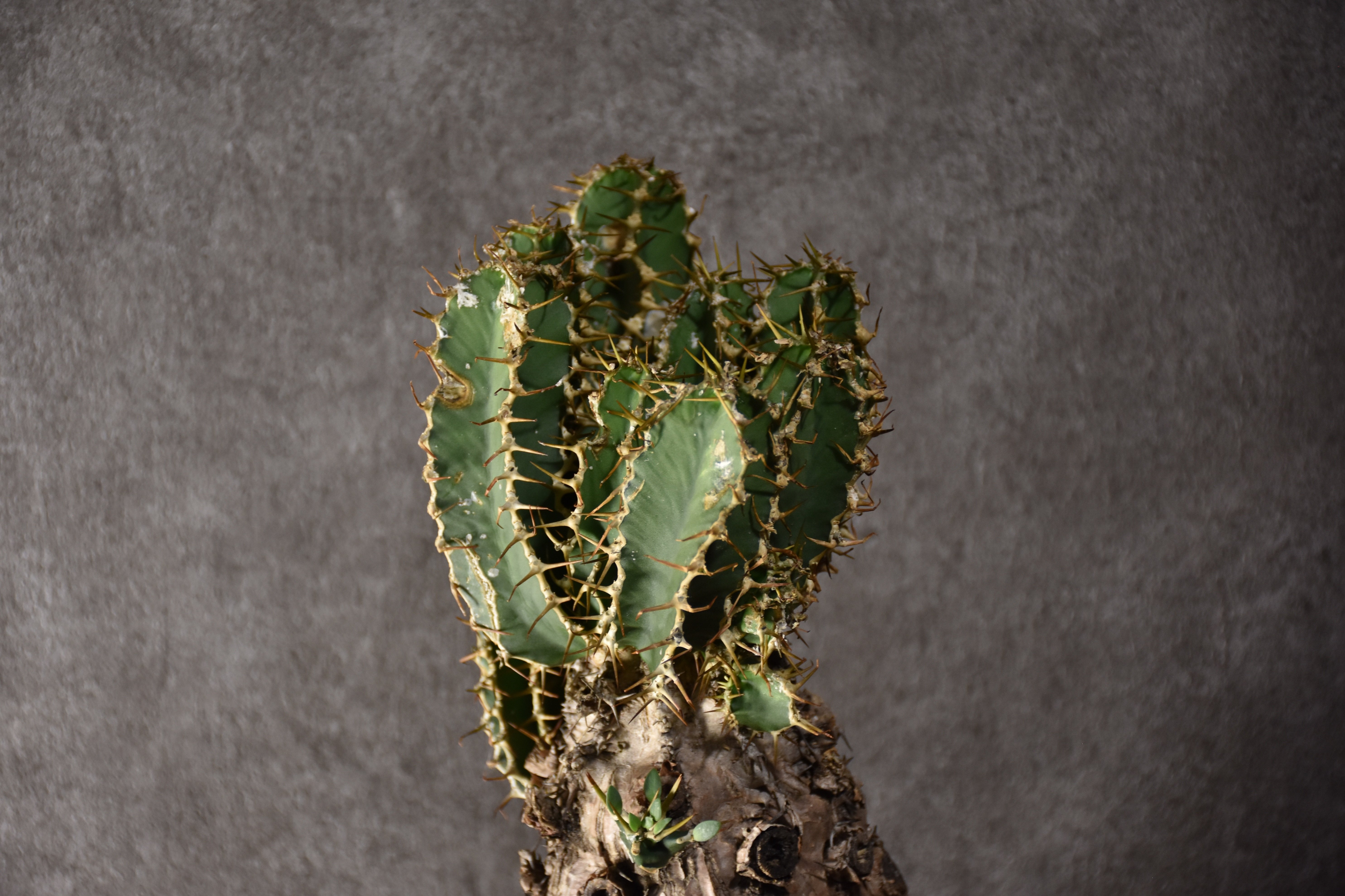 Euphorbia mlanjeana ユーフォルビア ムランジーナ 発根済現地株 #3 |