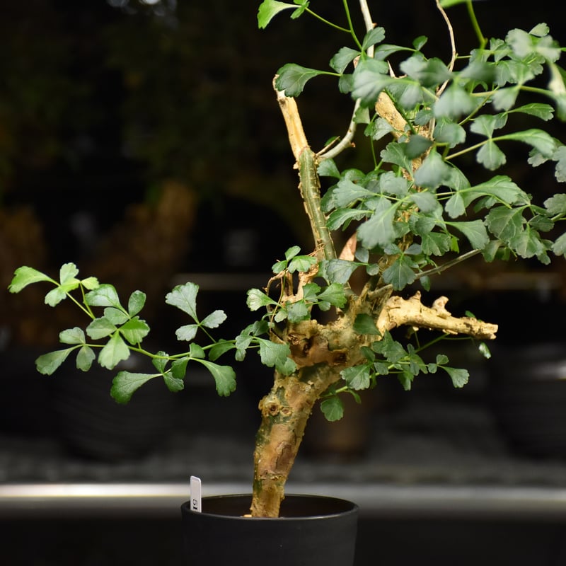 n*o様 特大 コミフォラ カンペストリス Commiphora Campest Commiphora campestris var. campestris コミフォラ カンペ