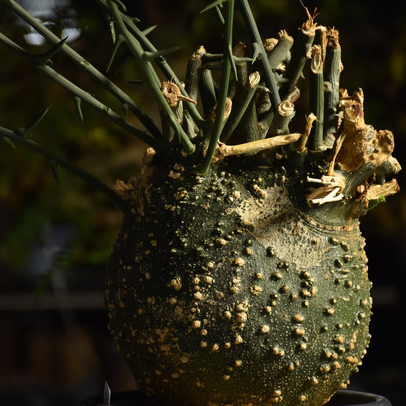 アデニア　グロボーサ　発根済　現地球　良型 アデニア グロボーサ【発根済】HK2402629 | RAFLUM / ラフラム