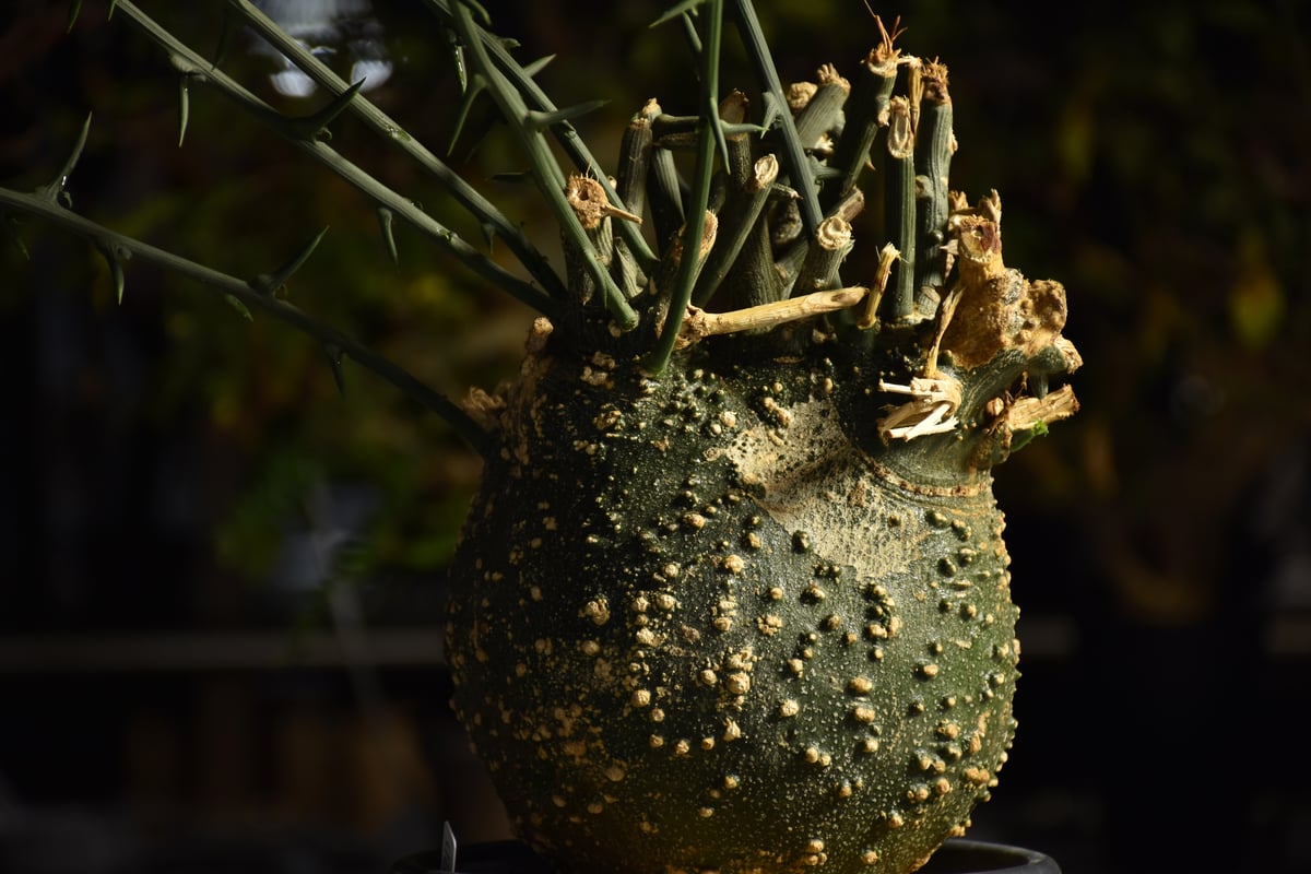 アデニア　グロボーサ　ベアルート 発根管理】ベアルート、アデニア・グロボーサ | Hobbyハウス