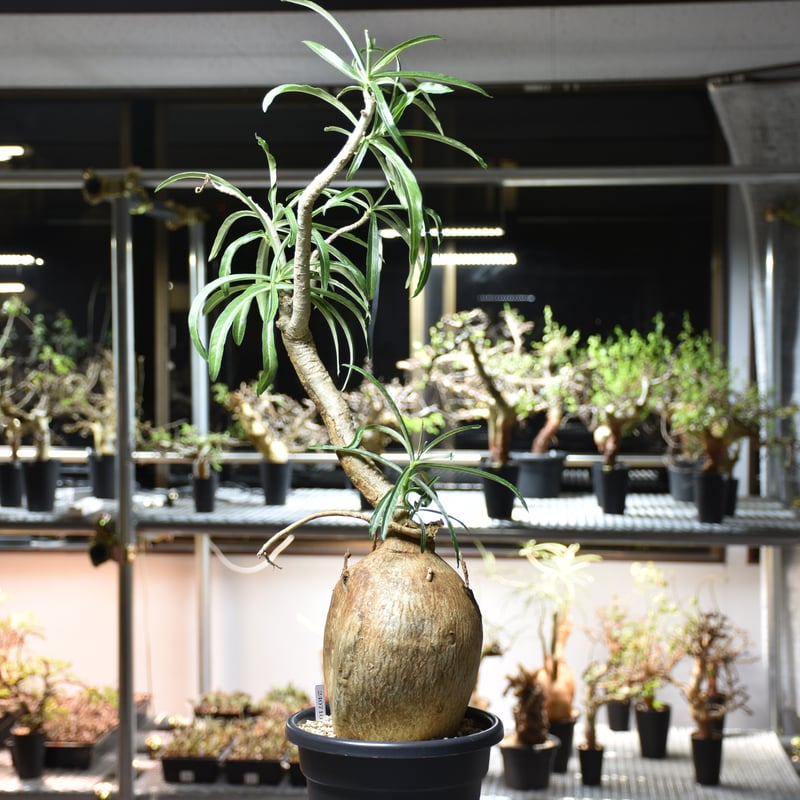 Adenium Somalense アデニウム ソマレンセ 発根済現地株 #1 | BONDEX