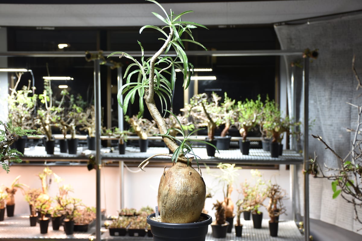 Adenium Somalense アデニウム ソマレンセ 発根済現地株 #1 | BONDEX
