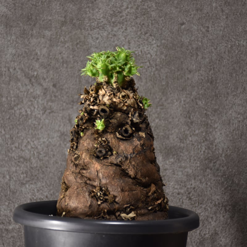 Euphorbia mlanjeana ユーフォルビア ムランジーナ 発根済現地株