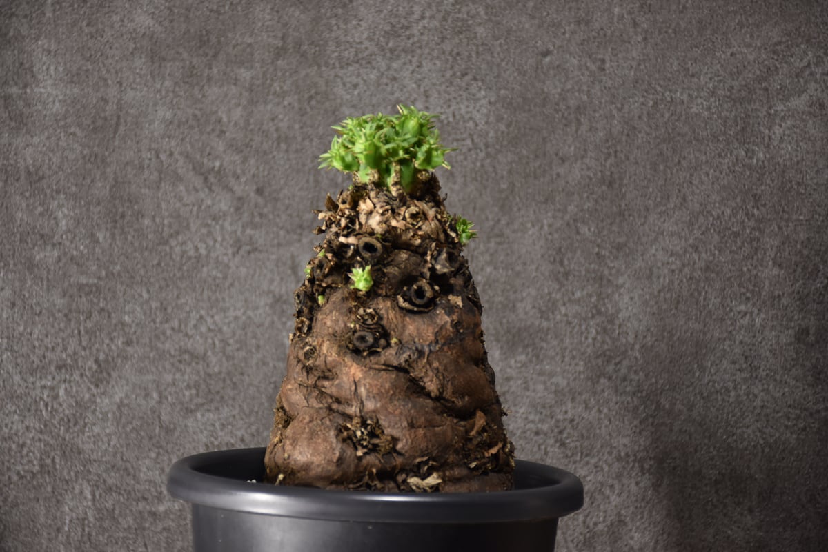 ムランジーナ　現地球発根済 ムランジーナ 現地球発根済 Euphorbia mlanjeana ユーフォルビア