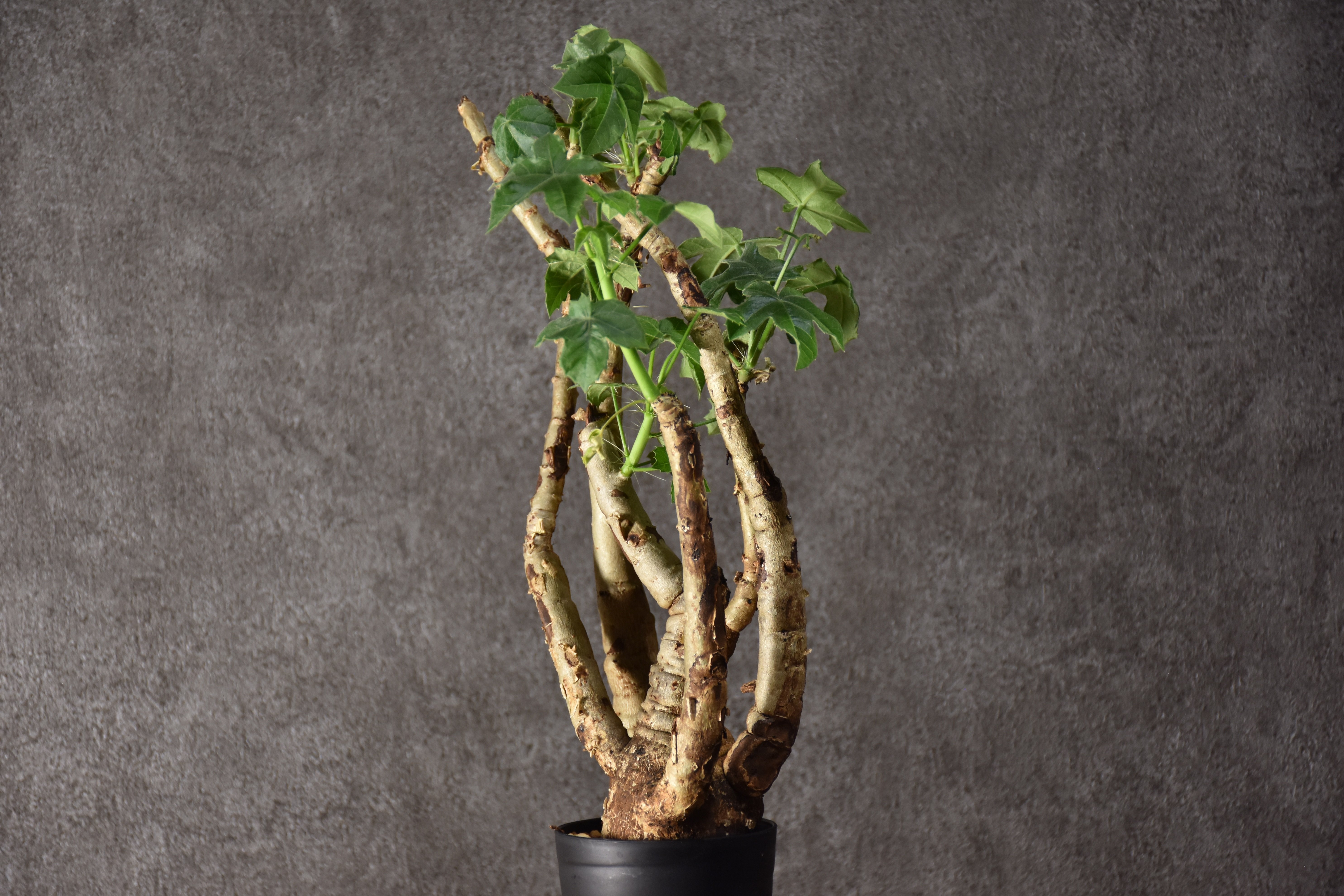Jatropha spicata ヤトロファ スピカータ 発根済現地株 #10 | BONDEX