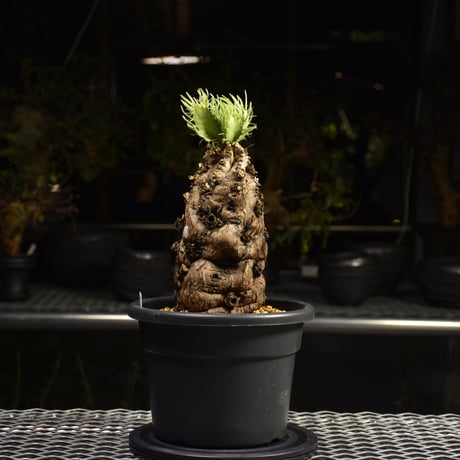Euphorbia mlanjeana　ユーフォルビア ムランジーナ 発根済現地株 H1