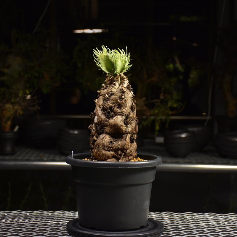 ムランジーナ　発根済　塊根植物 ムランジーナ 久しぶり 発根管理 がんばろ #多肉植物