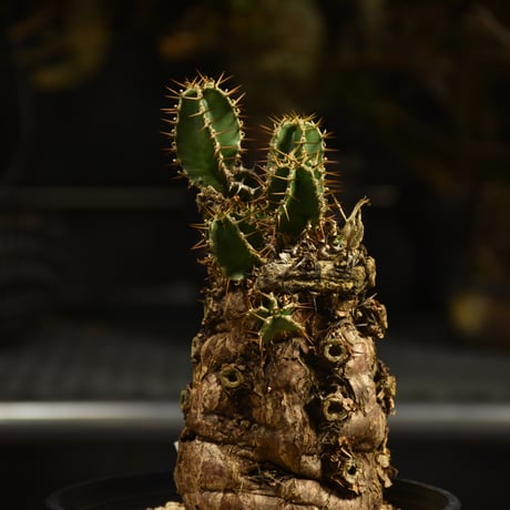 Euphorbia mlanjeana　ユーフォルビア ムランジーナ 発根済現地株 I46