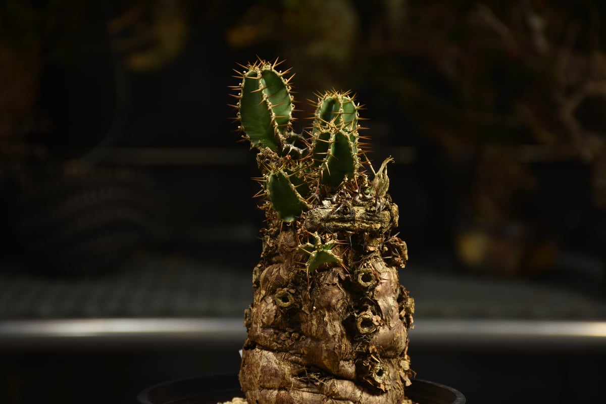 Euphorbia mlanjeana ユーフォルビア ムランジーナ 発根済現地株 I46 |