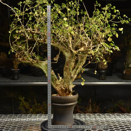 Commiphora campestris コミフォラ カンペストリス 発根済現地株 A11