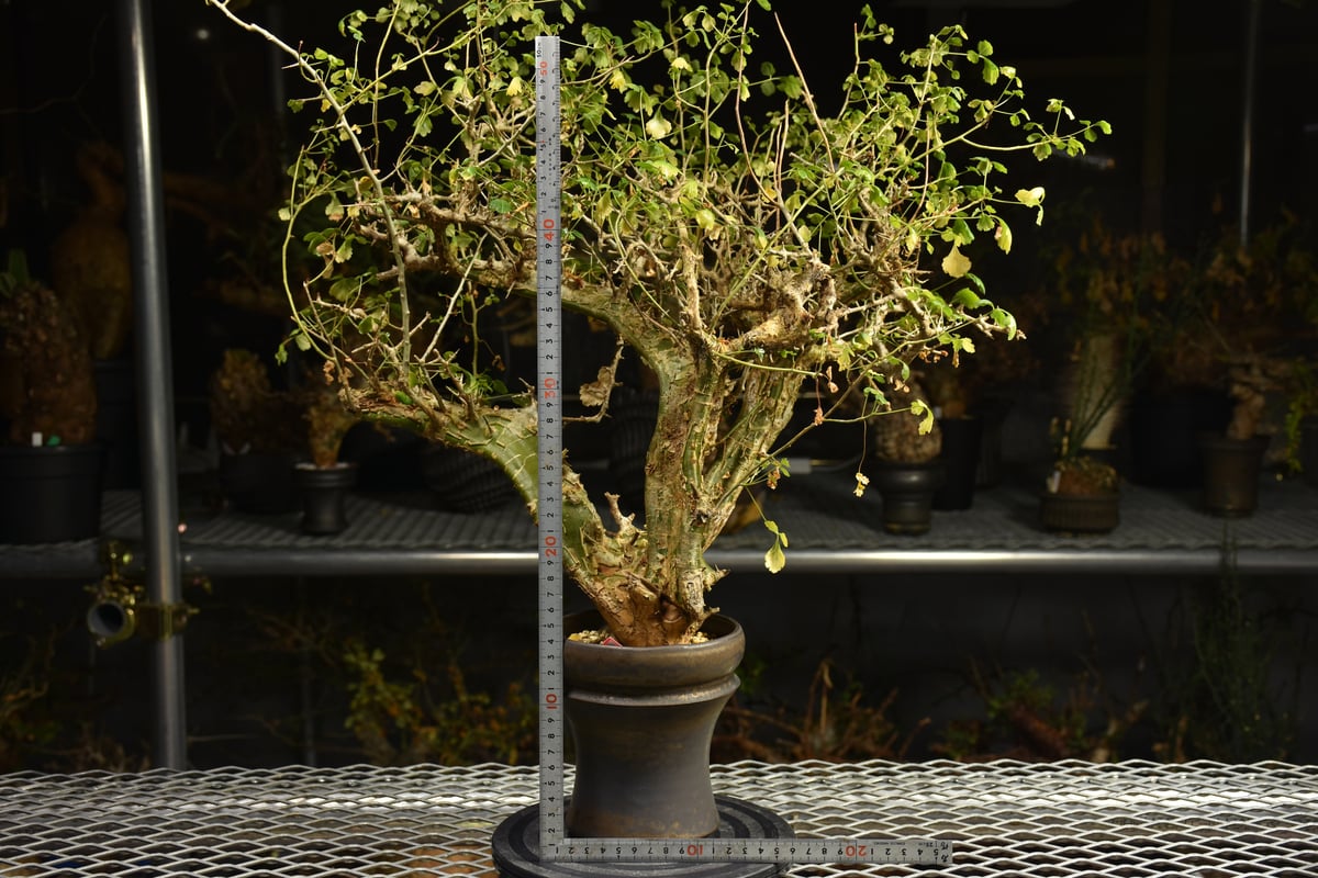Commiphora campestris コミフォラ カンペストリス 発根済現地株 A11