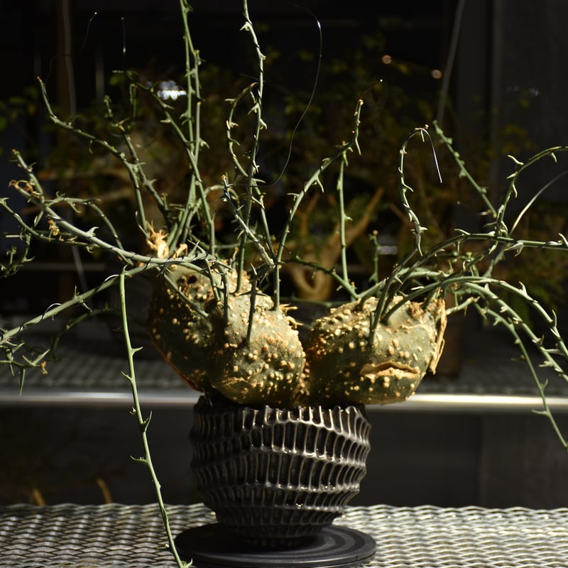 Adenia grobosa アデニア グロボーサ 発根済現地株 D31 | BONDEX